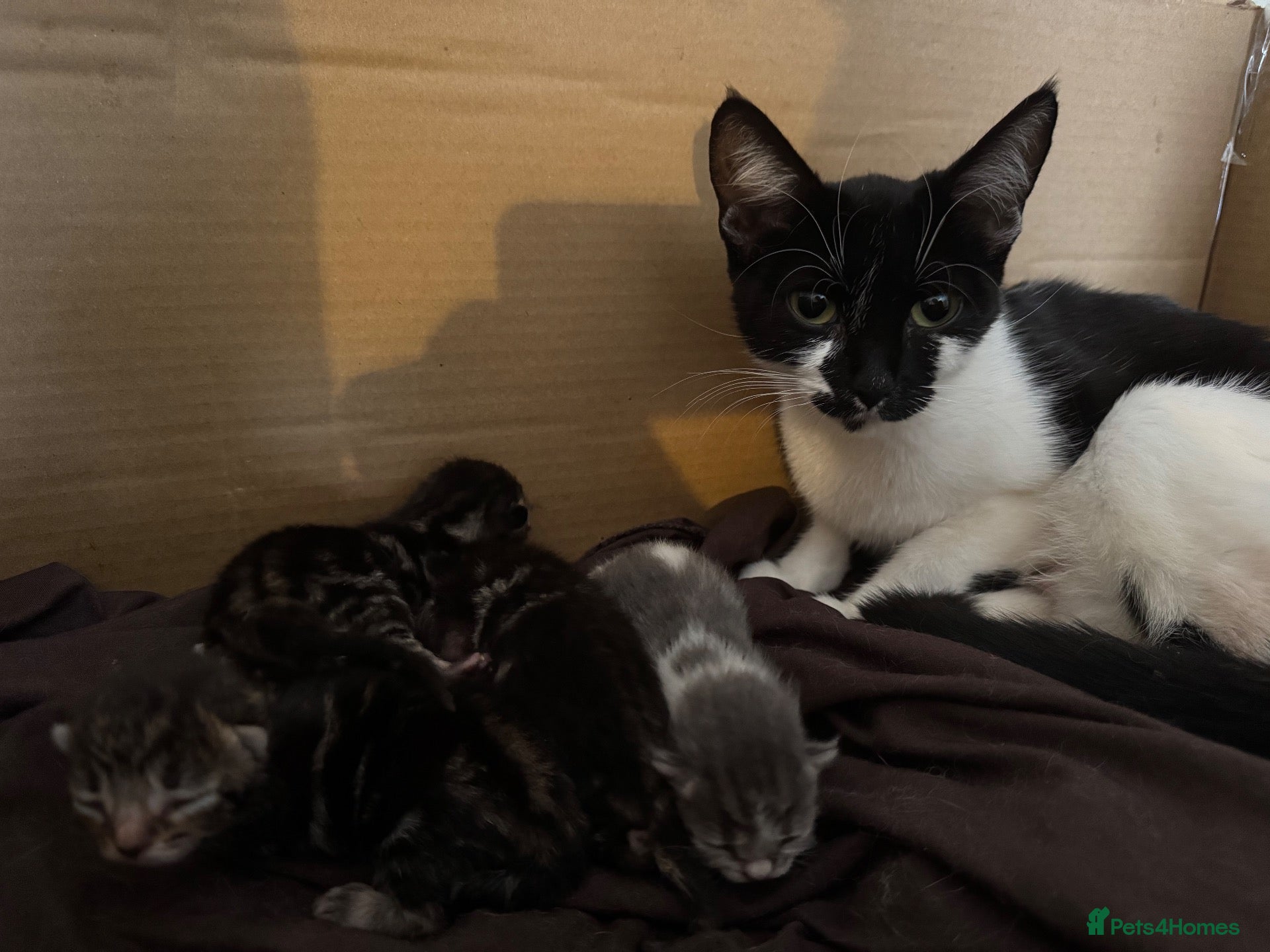 Domestic Shorthair cats Beautiful kittens  - Advert 5