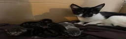 Domestic Shorthair cats for sale: Beautiful kittens  - Advert 1