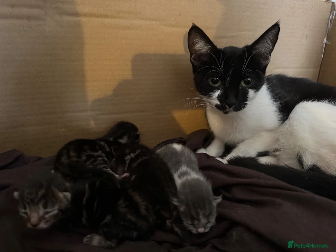 Domestic Shorthair cats for sale: Beautiful kittens  - Advert 1
