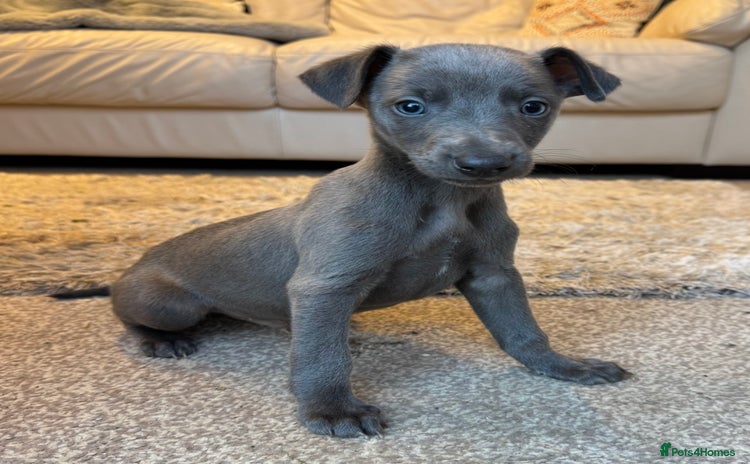 Whippet dogs - Advert 2