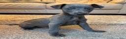 Whippet dogs for sale: Blue KC Whippet Bitch Pup ready now - Advert 2