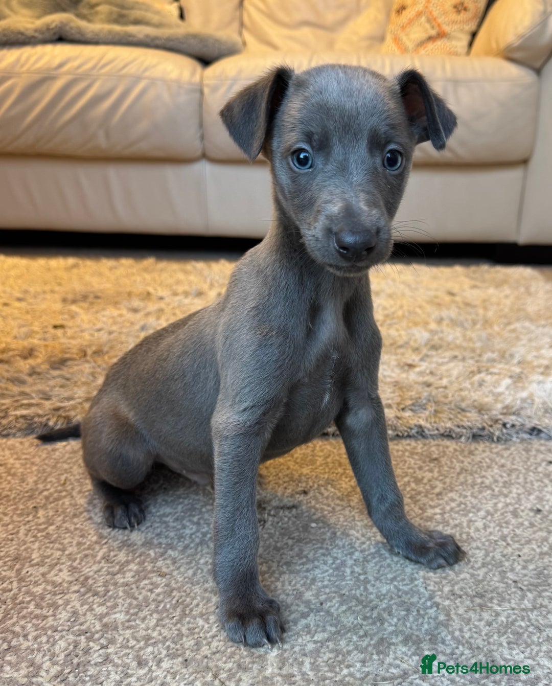Whippet dogs for sale: Blue KC Whippet Bitch Pup ready now - Advert 2