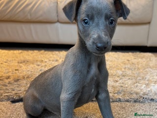 Whippet dogs - Advert 12