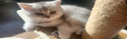 British Shorthair cats for sale: Amazing Scottish fold girls - Advert 27