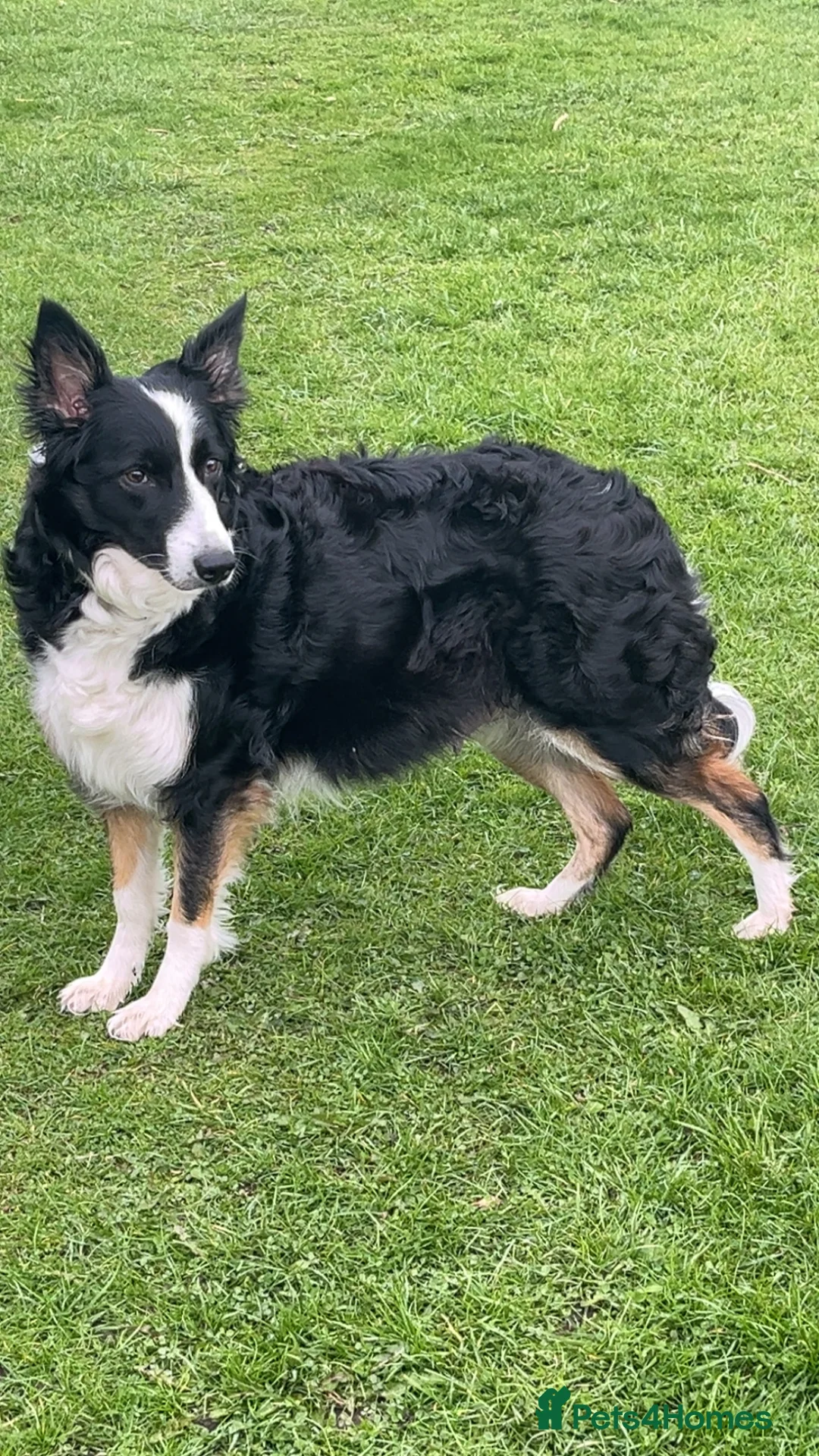 Border Collie dogs for sale: 8 Beautiful border collies in Deeside - Advert 1