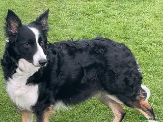 Border Collie dogs 8 Beautiful border collies - Advert 1