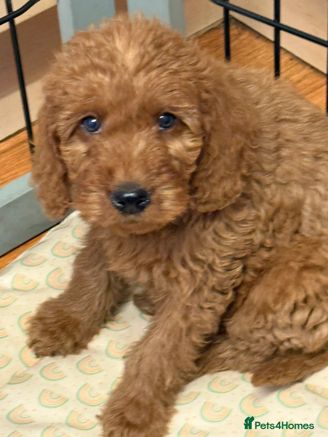 Labradoodle dogs for sale: Australian labradoodles  - Advert 6