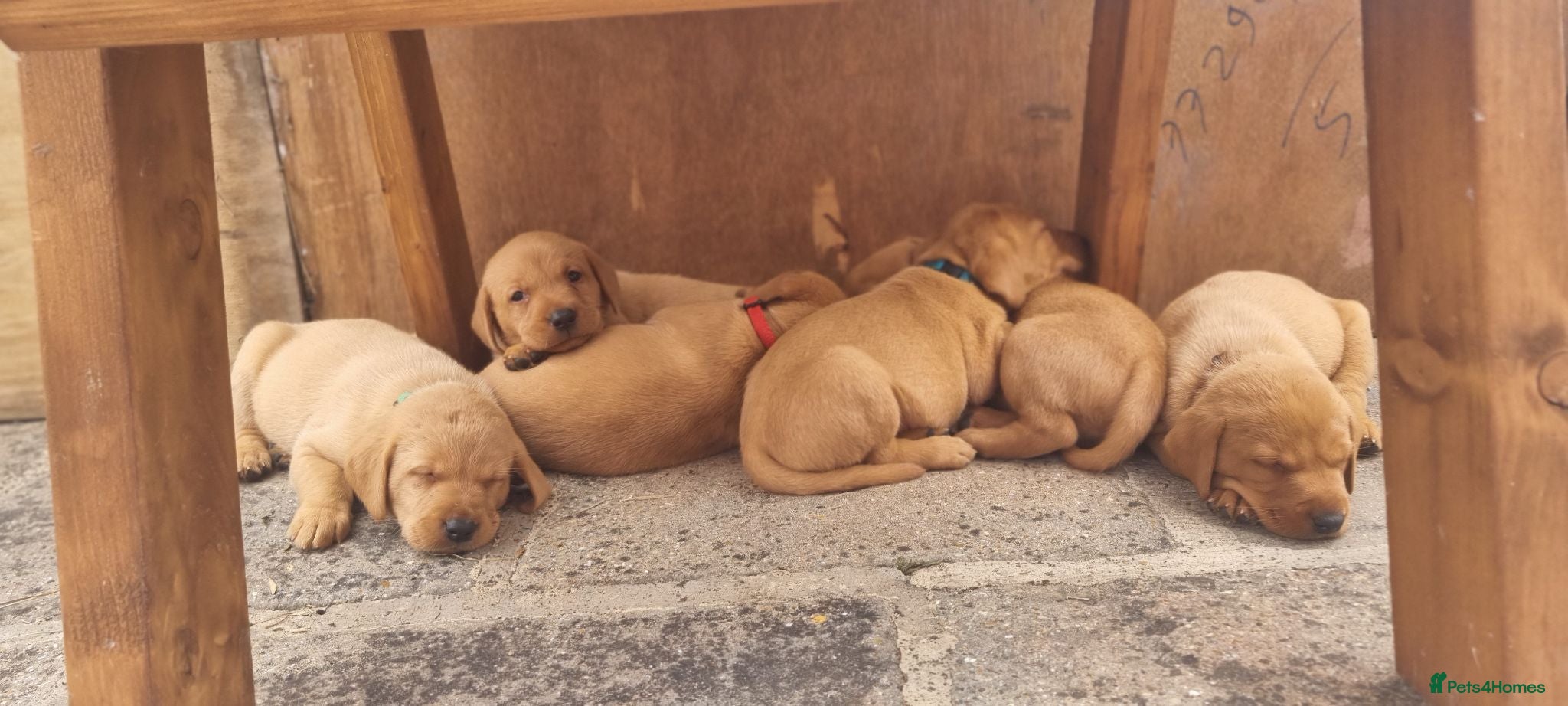 Labrador Retriever dogs Fox Red puppies kc reg working parents - Advert 2