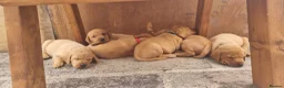 Labrador Retriever dogs for sale: 3 Fox Red girl puppies left.Available from 10/7/26 - Advert 16