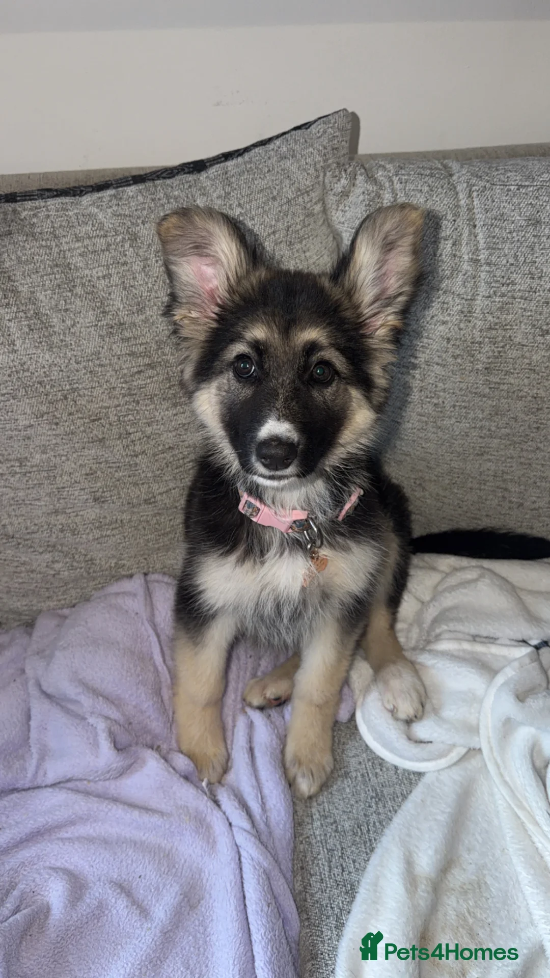 German Shepherd dogs for sale: KC REG GSD GIRL 14 WEEKS OLD READY NOW⭐️✨ - Advert 2