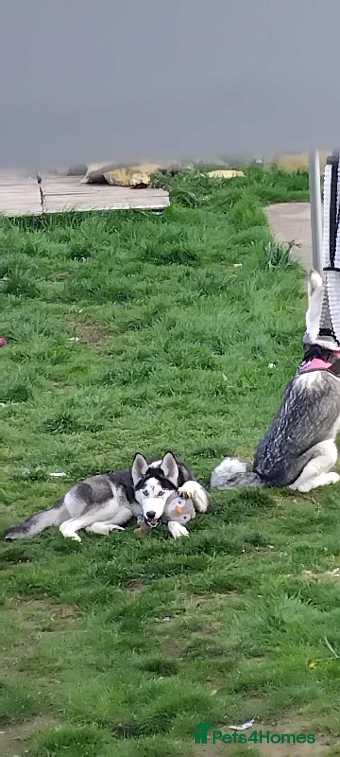 Siberian Husky dogs for sale: Husky girl - Advert 2