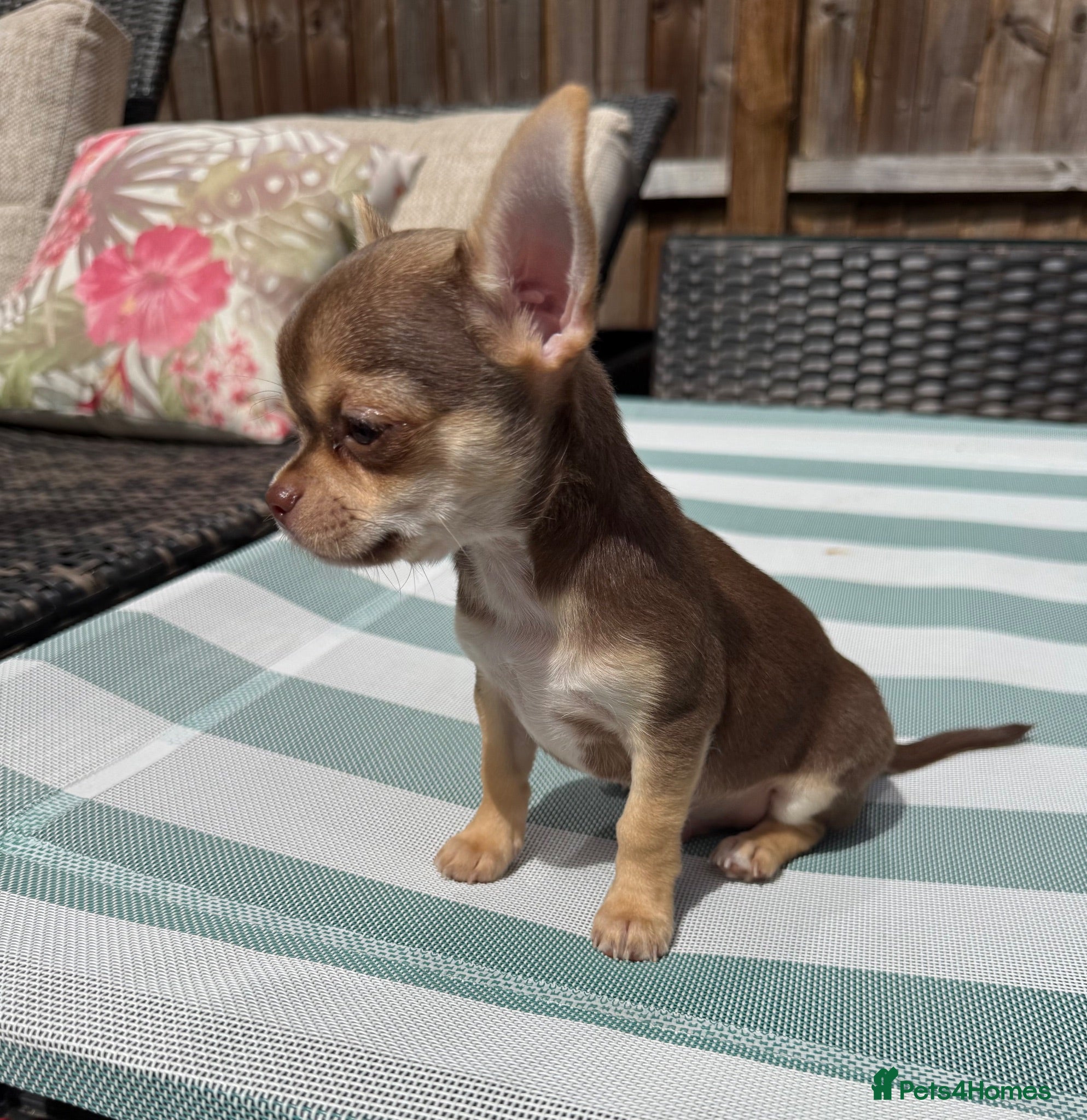 Chihuahua dogs Oh Boy! Our Kev Bear is re available 🩵🐾 - Advert 8