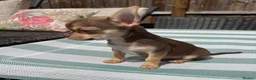 Chihuahua dogs for sale: All puppies sold 🩵🐾 - Advert 1