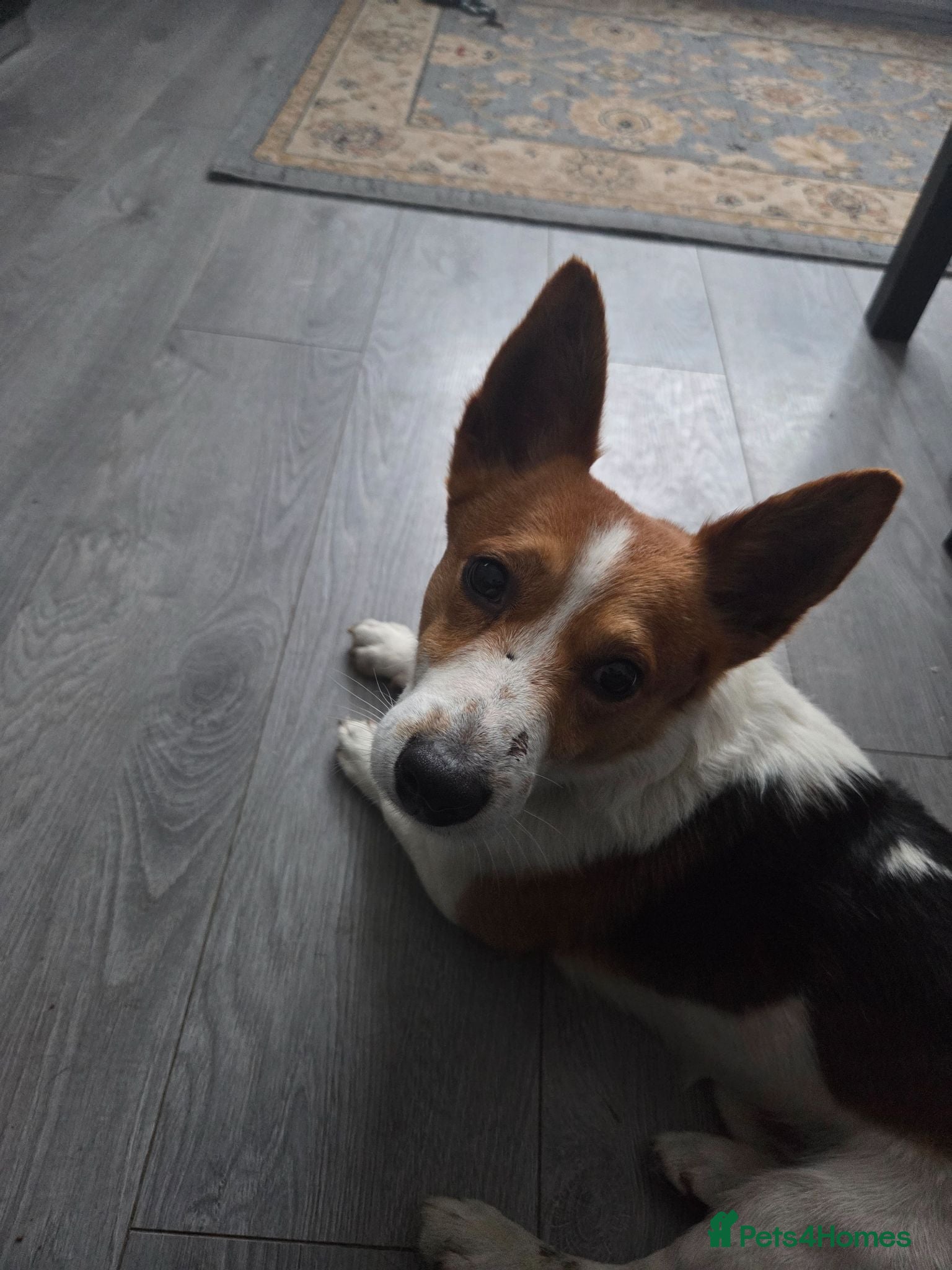 Jack Russell dogs Jack russell - Advert 17