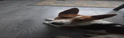 Jack Russell dogs for sale: Jack russell in Flint - Advert 1