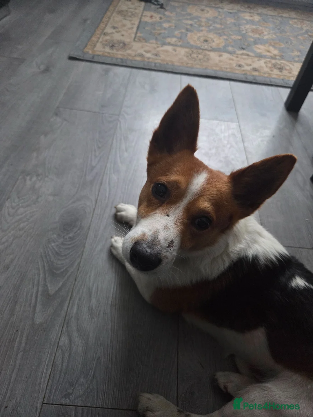 Jack Russell dogs for sale: Jack russell in Flint - Advert 1