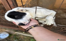 Mixed Breed dogs for adoption: LUCY - a Superb young Girl for a Loving Home - Image 1