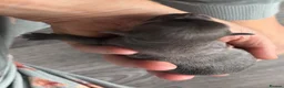 Chihuahua dogs for sale: Long haired chihuahua puppies in Abergavenny - Advert 6
