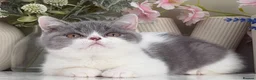 British Shorthair cats for sale: Gorgeous British Kittens - Advert 19