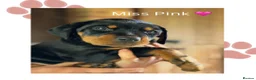 Dobermann dogs for sale: Exceptional Doberman X Doberman/rottwiler  - Advert 1