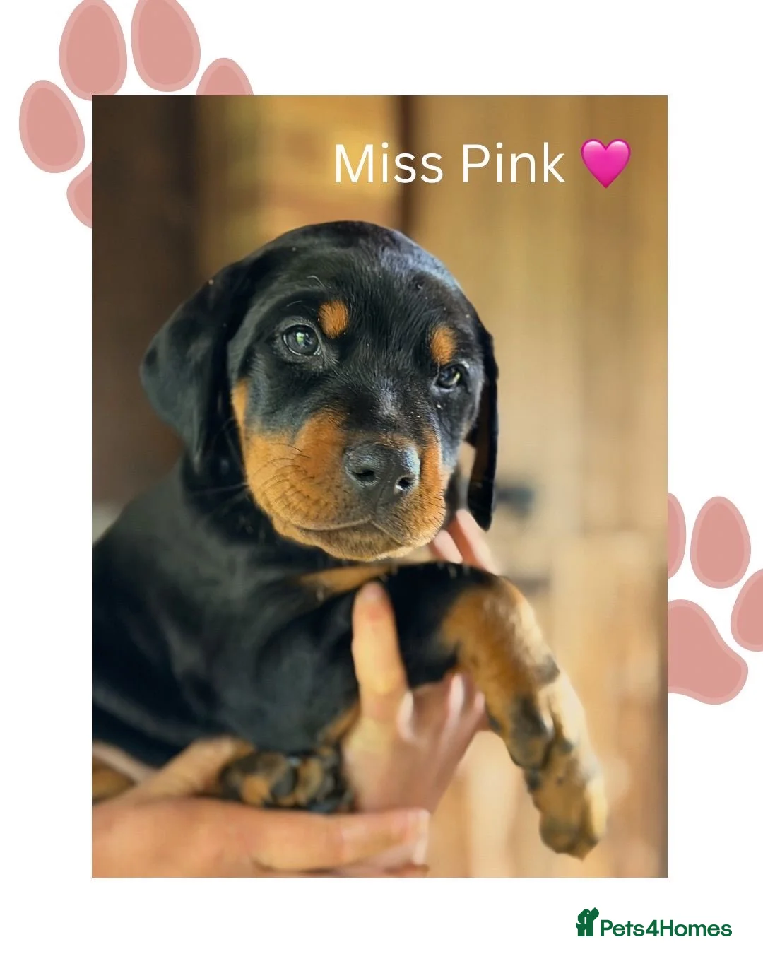 Dobermann dogs for sale: Exceptional Doberman X Doberman/rottwiler  - Advert 1
