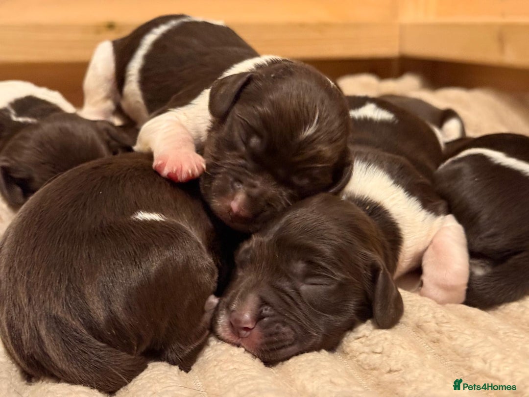 English Springer Spaniel dogs for sale: Traditional Kc Reg English Springer Spaniel Pups.. - Advert 8