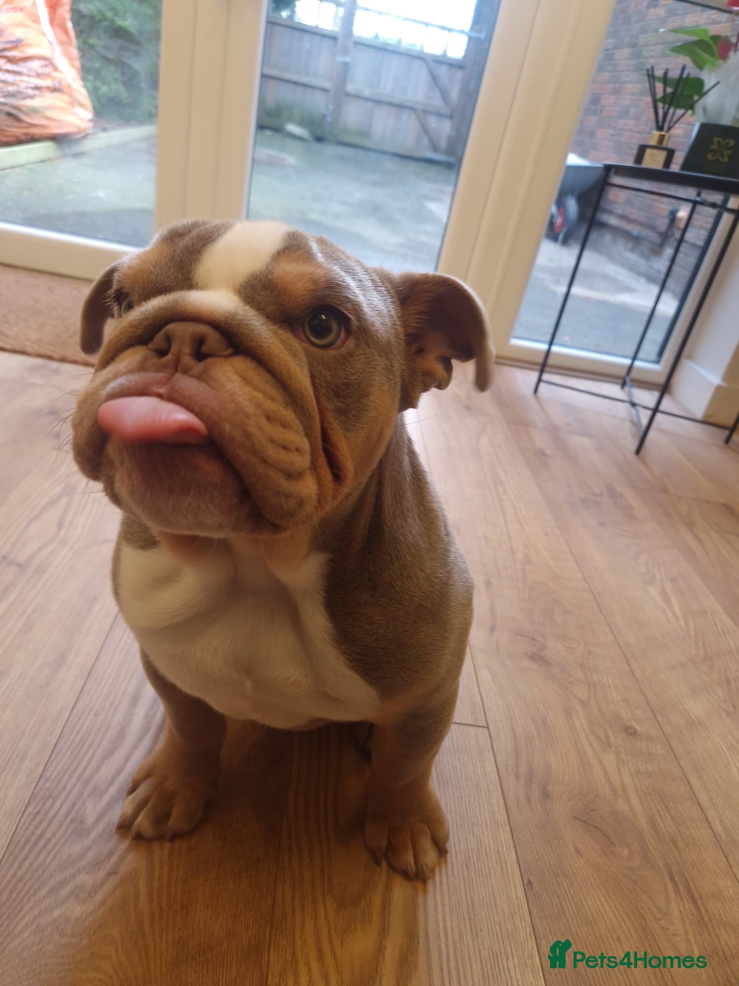 English Bulldog dogs 💙OUR BEAUTIFUL BOY LOOKING FOR A FOREVER HOME 💙 - Advert 1