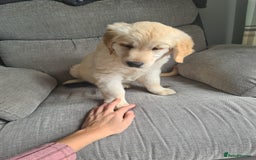 Golden Retriever dogs for sale: Golden retriever puppy - Image 1