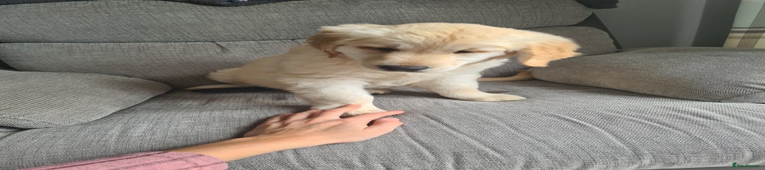Golden Retriever Puppy 2