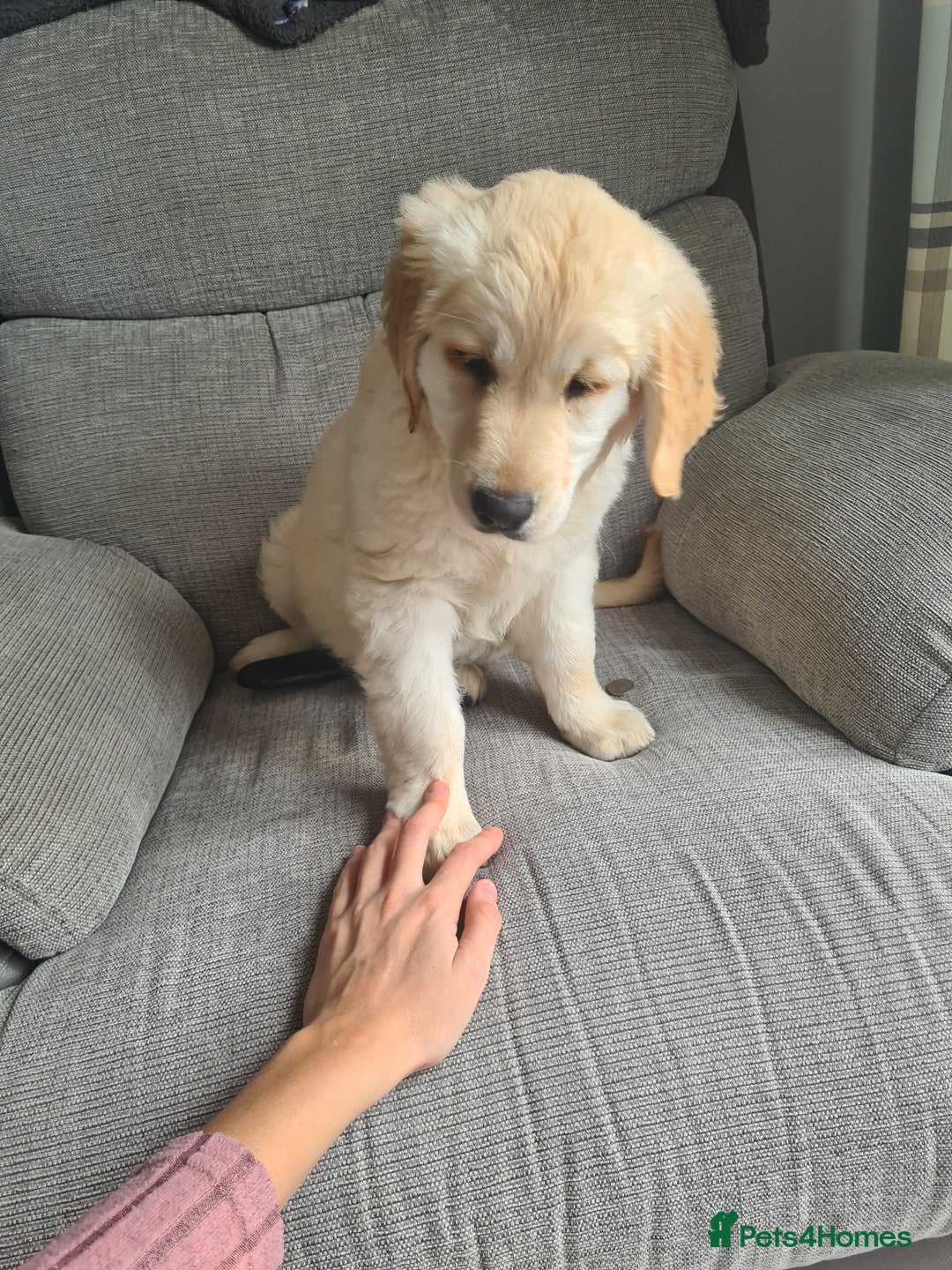 Golden Retriever dogs for sale: Golden retriever puppy - Image 1