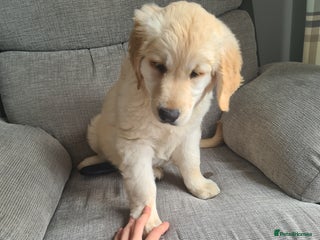 Golden Retriever dogs - Advert 9