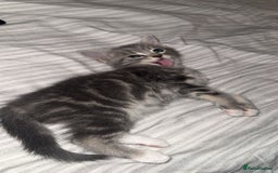 British Shorthair cats for sale: Grey and White Kitten - Image 4