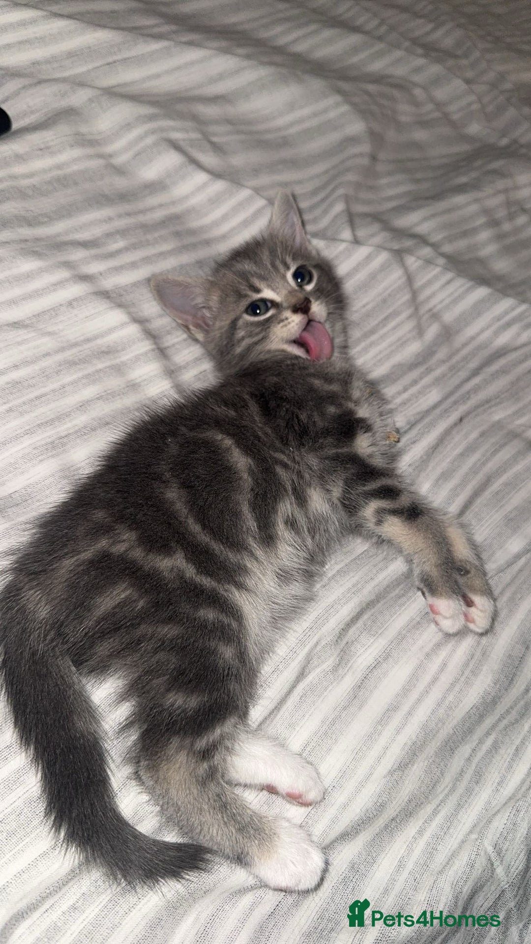 British Shorthair cats for sale: Grey and White Kitten - Image 4