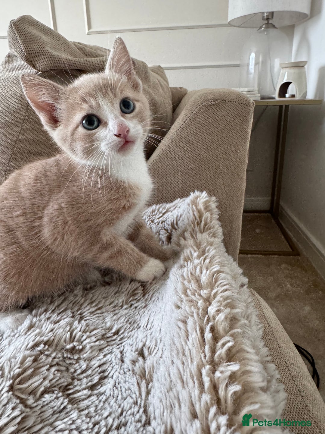 Mixed Breed cats for sale: 3 kittens for sale - Image 1