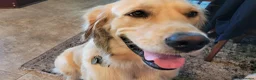 Golden Retriever dogs for sale: Gentle golden looking for a new family. in Taunton - Advert 8