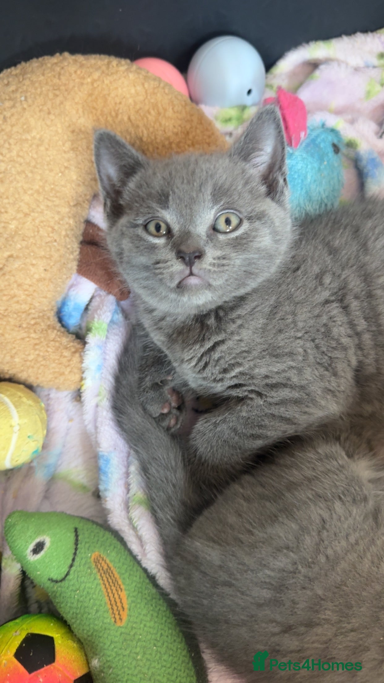 British Shorthair cats Stunning British Blue shorthairs ♥️ - Advert 2