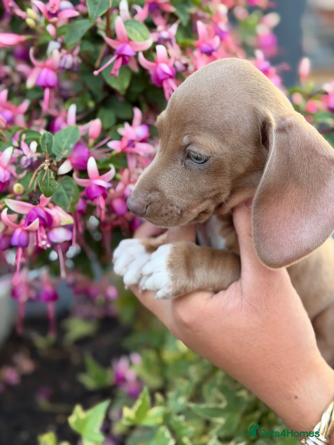 Miniature Dachshund dogs for sale: Miniature dachshund male  - Advert 7
