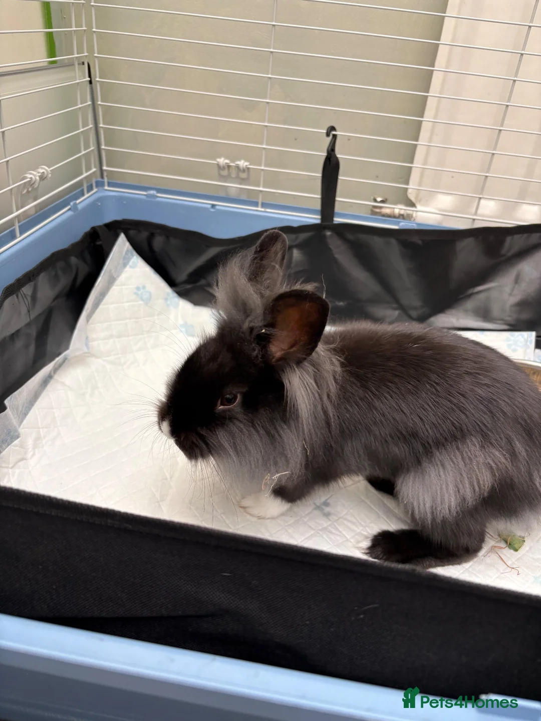 Lionhead rabbits for sale: Fab Young Lionhead Rabbit – Comes with full setup - Advert 2
