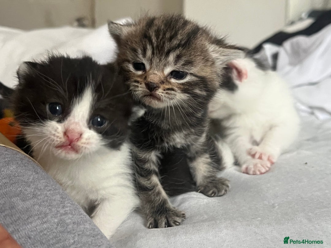 Mixed Breed cats for sale: 4 beautiful kittens  - Image 8