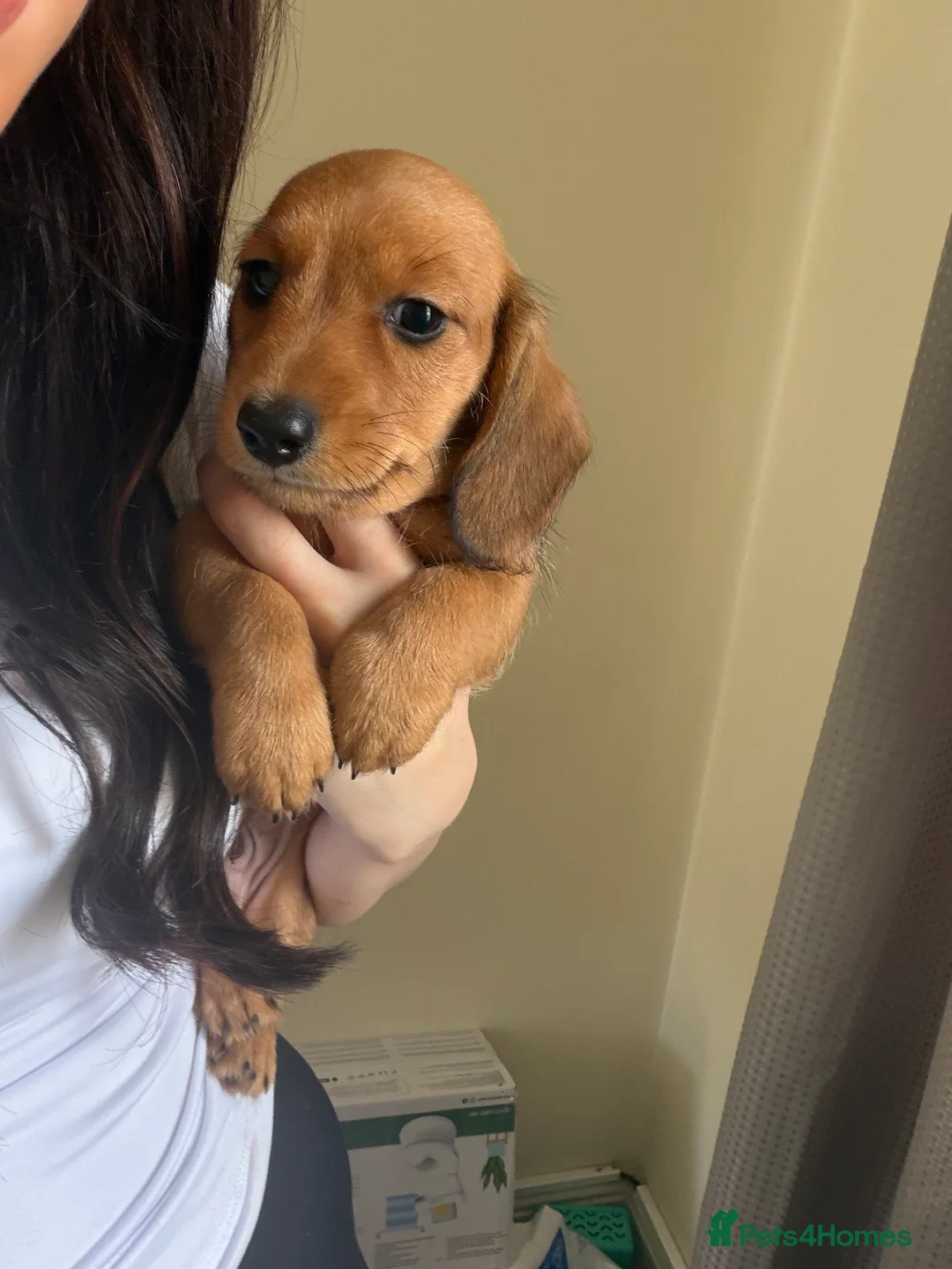 Miniature Dachshund dogs for sale: *Reduced* Ready to go Miniature Dachshunds - Advert 1