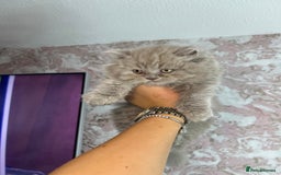 Scottish Fold cats for sale: 🐱TICA Scottish fold & Scottish straight kittens  - Image 6