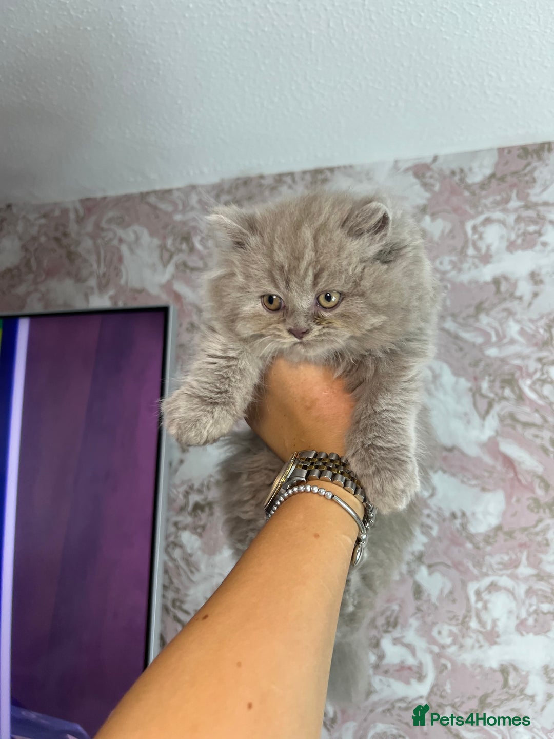 Scottish Fold cats for sale: 🐱TICA Scottish fold & Scottish straight kittens  - Image 6