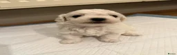 Bichon Frise dogs for sale: Bichon Puppies for sale - Advert 9