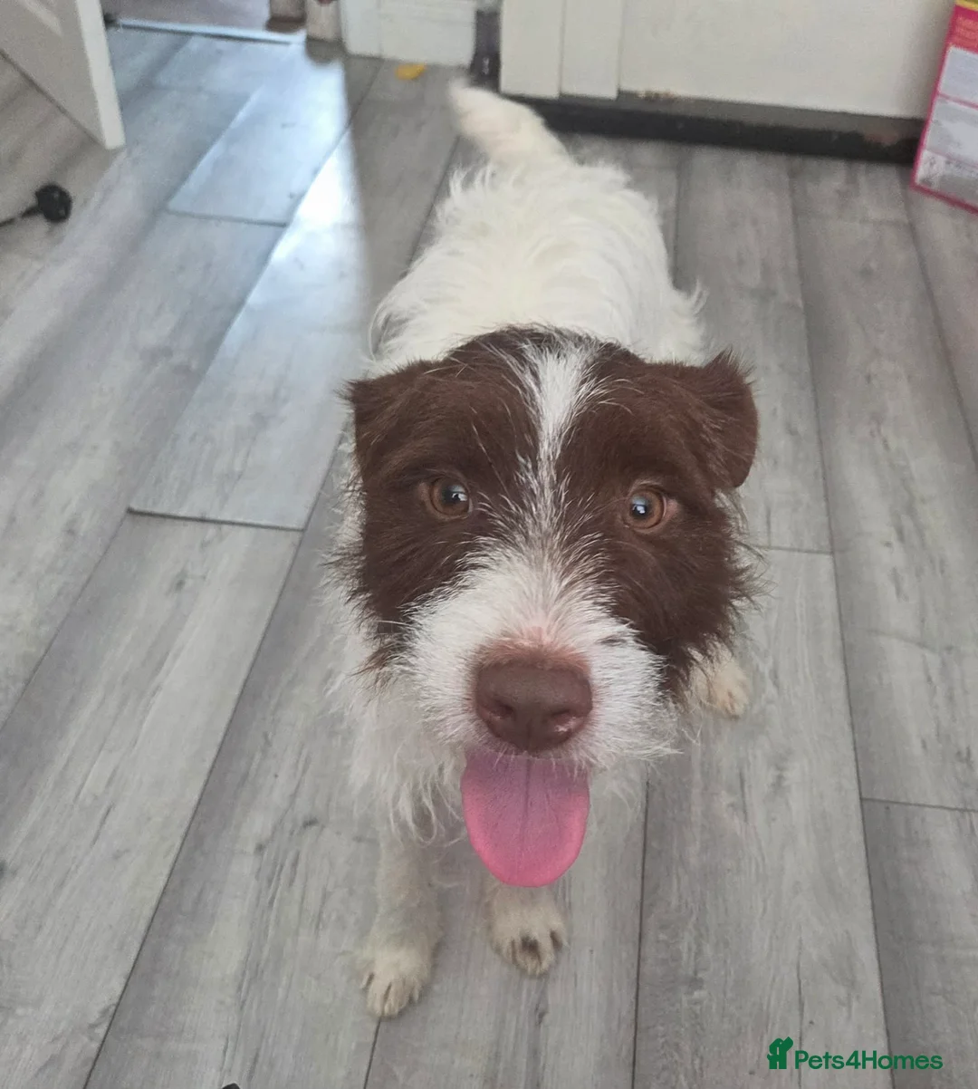 Patterdale Terrier dogs for sale: Patterdale terrier pablo - Advert 6