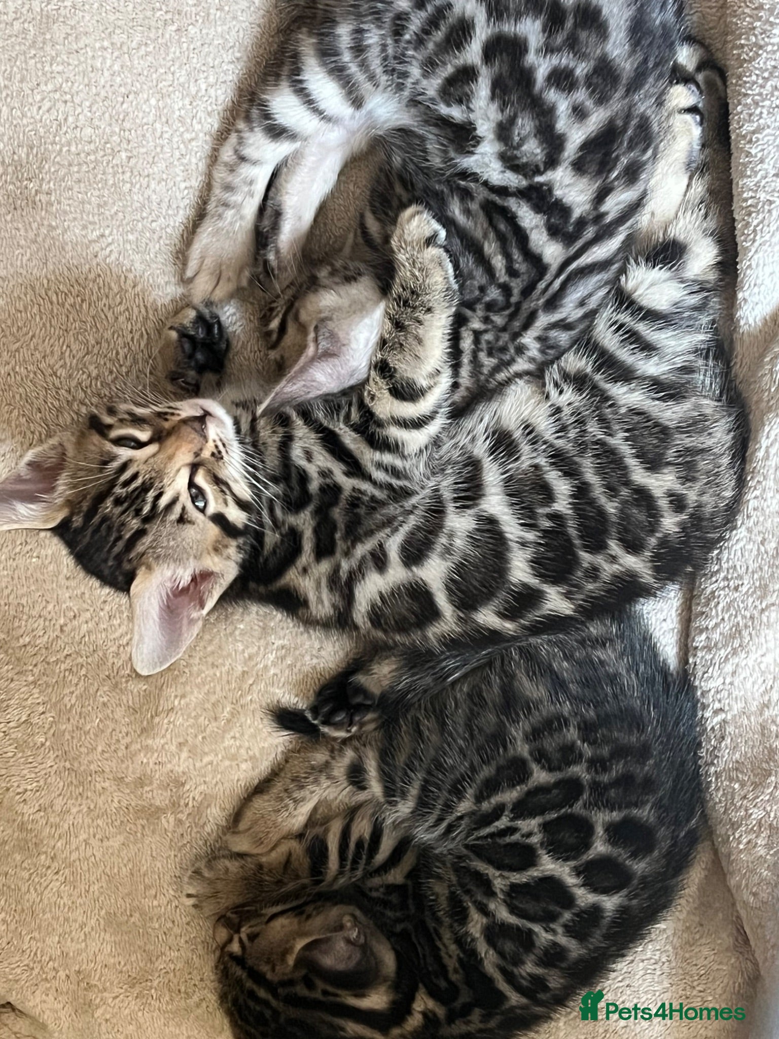 Bengal cats 🐆glitter Tica reg kittens available 🐆 - Advert 4