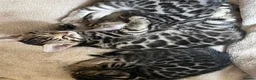 Bengal cats for sale: 🐆2 glitter gene tica bengal left naw ! 🐆 - Advert 4