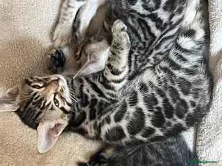 Bengal cats 🐆glitter Tica reg kittens available 🐆 - Advert 4
