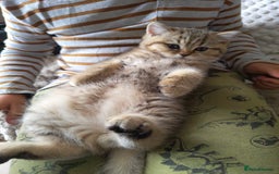 Scottish Fold cats for sale: Scottish straight ears boy left - Image 15