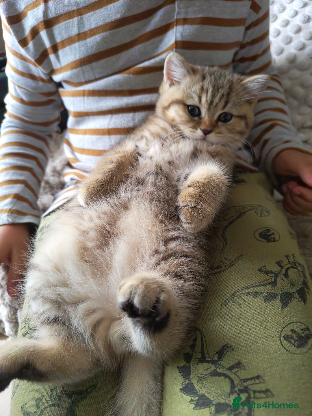 Scottish Fold cats for sale: Scottish straight ears boy left - Image 15