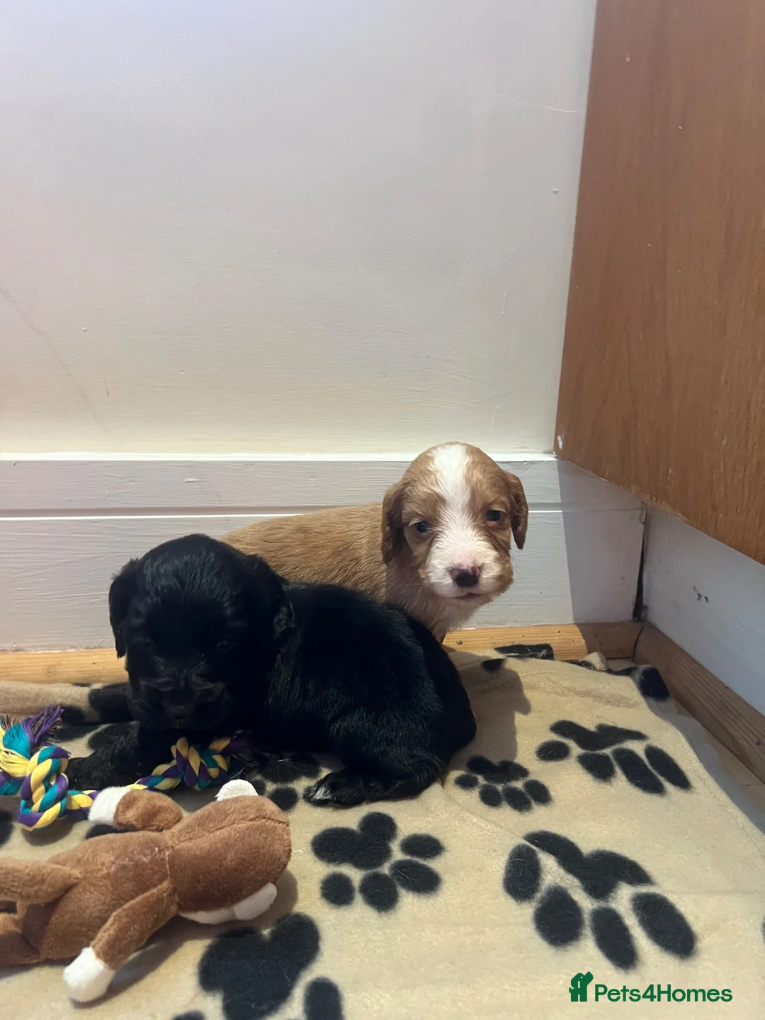 Cocker Spaniel dogs for sale: Cocker spaniel pups - Kc registered  - Advert 22